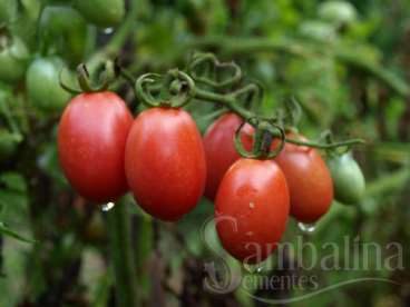 Tomate caseiro brasileiro