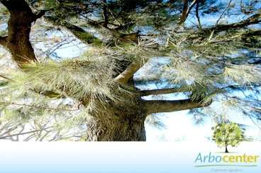 Casuarina (casuarina cunninghamiana miq.)