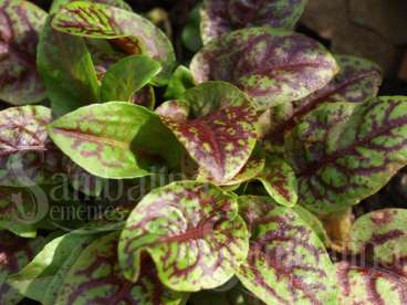 Azedas ou azedinha – rumex sanguineus