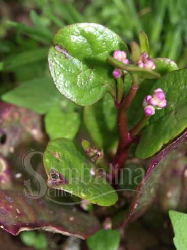 Espinafre malabar (basella rubra)