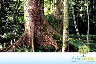Cedro australiano