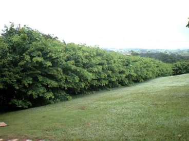 Cerca viva sansao do campo economize com sementes