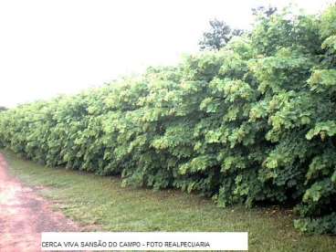 Cerca viva sansao do campo economize com sementes