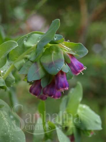 Blue shrimp plant (cerine major purpurascens)