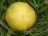 Tomate wapsipinicon peach
