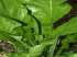 Alface mostarda japonesa komatsuma tendergreen