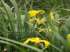 Lírio amarelo dos pántanos (iris pseudacorus)