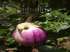 Beringela rosa bianca sfumata