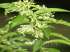 Cestrum nocturnum - dama-da-noite