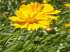 Coreopsis lanceolata