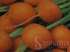 Cenoura paris market - daucus carota ssp. sativus