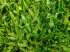 Sementes de grama sao carlos p/gramados