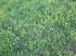 Semente de grama batatais para gramado industrial