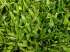 Sementes de grama sao carlos p/ gramado