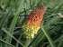 Lirio tocha - kniphofia uvária