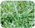 Sementes - grama sao carlos (carpetgrass)