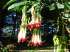 Fuchsia boliviana