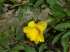 Alamanda - allamanda schottii