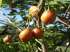 Tamarillo (solanum betaceum, syn. cyphomandra beta