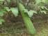Bucha vegetal - luffa cyllindrica (l.) roem.