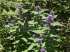 Agastache foeniculum