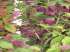 Callicarpa - beautyberry