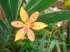 Flor-leopardo – lírio leopardo