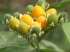 Solanum abutiloides