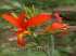 Beri-silvestre – canna indica