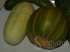 Pepino crioulo branco