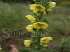 Verbasco - verbascum apsiforme
