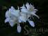Lírio-do-brejo, gengibre branco (hedychium coronar