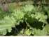 Ruibarbo victoria” – rheum palmatum ou officinal