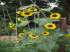 Girassol amarelo - (helianus annuus l.)