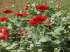 Papoula dobrada vermelha (papaver somniferum)