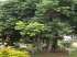 Árvore de canela (cinnamomum zeylanicum)