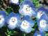 Nemophila menziesii – azul