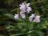 Physostegia virginiana ben