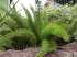 Aspargo ornamental - asparagus densiflorus spreng