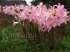 Amaryllis belladonna l. – lírio-beladona