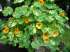 Capuchinha variegata – tropeolum majus l.