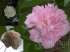 Hibiscus mutabilis dobrado ou rosa louca