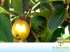 Aracá amarelo (psidium cattleyanum sabine)