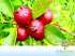 Aracá vermelho (psidium cattleyanum sabine)