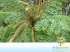 Barbatimao / polifilo (stryphnodendron polyphyllum