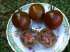 Tomate black prince