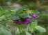 Blue shrimp plant (cerine major purpurascens)
