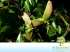 Correieiro (diatenopteryx sorbifolia radlk.)