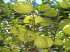 Asclepias physocarpa / gomphocarpus physocarpus