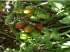 Tomate black plum